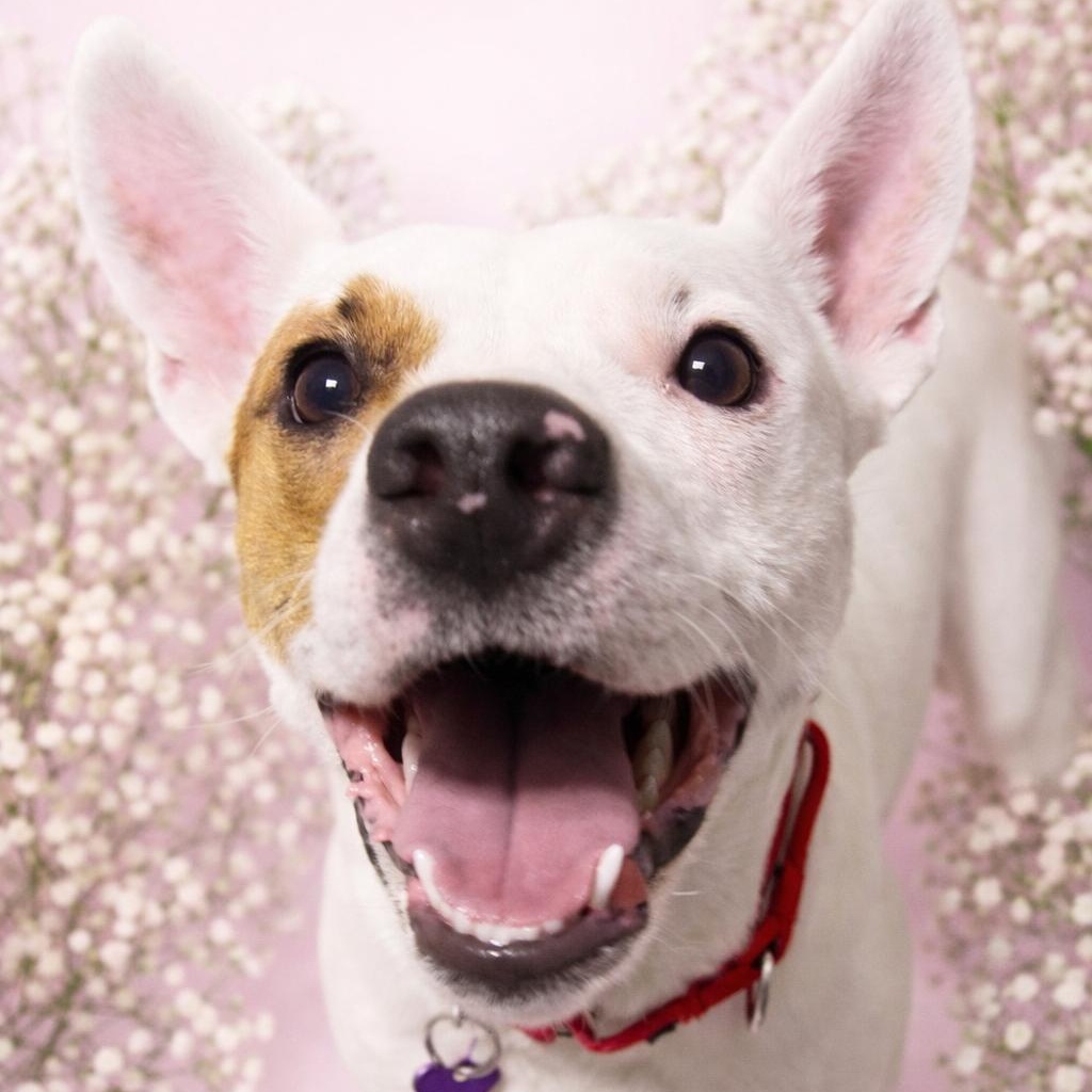 Enlarge Sera , a Adoptable mixed breed in Springfield, MO image 2/6