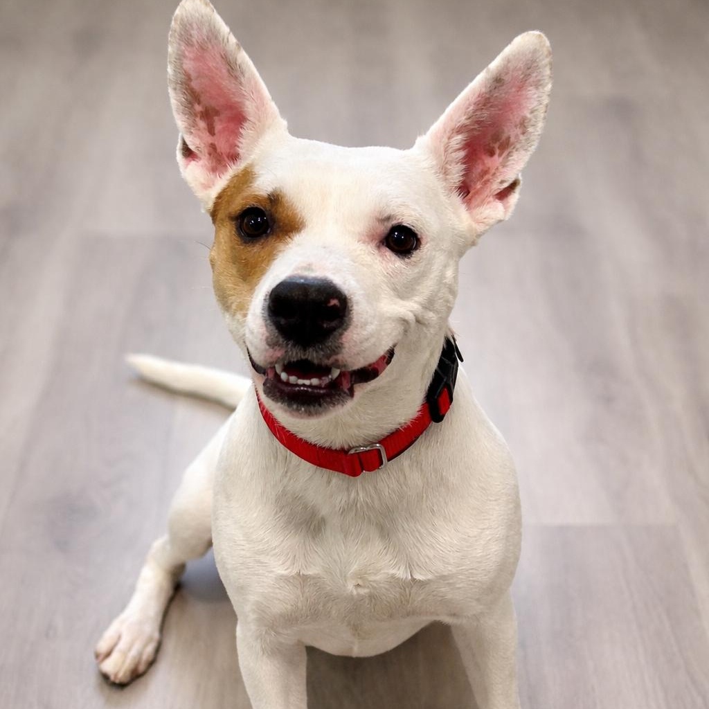 Sera , Adoptable, Young Female Basenji & Mixed Breed.