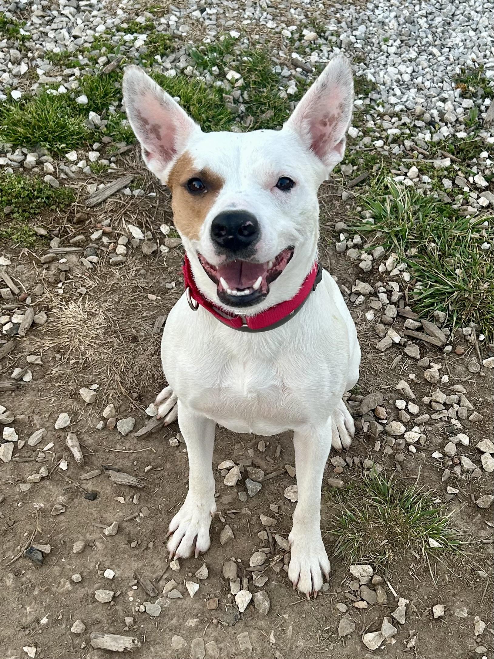 Enlarge Sera , a Adoptable mixed breed in Springfield, MO image 3/6