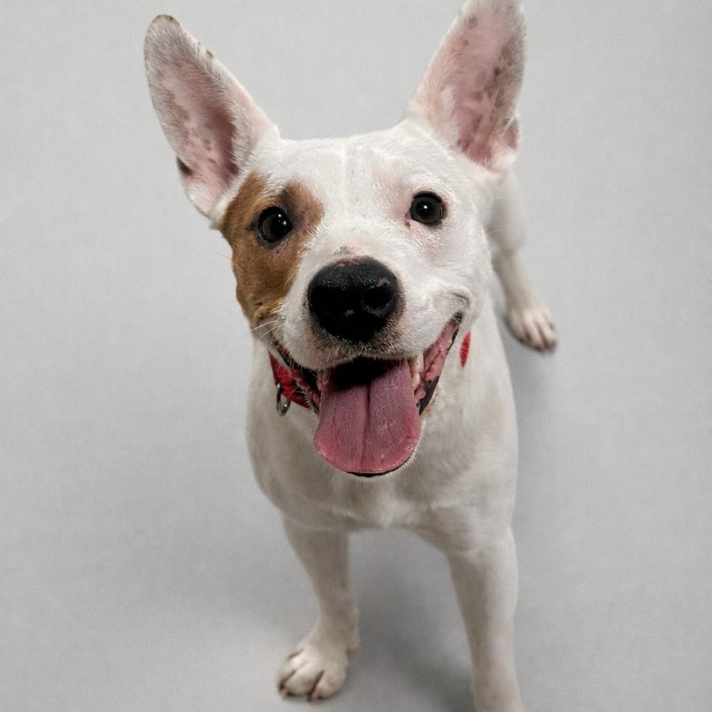 Enlarge Sera , a Adoptable mixed breed in Springfield, MO image 5/6