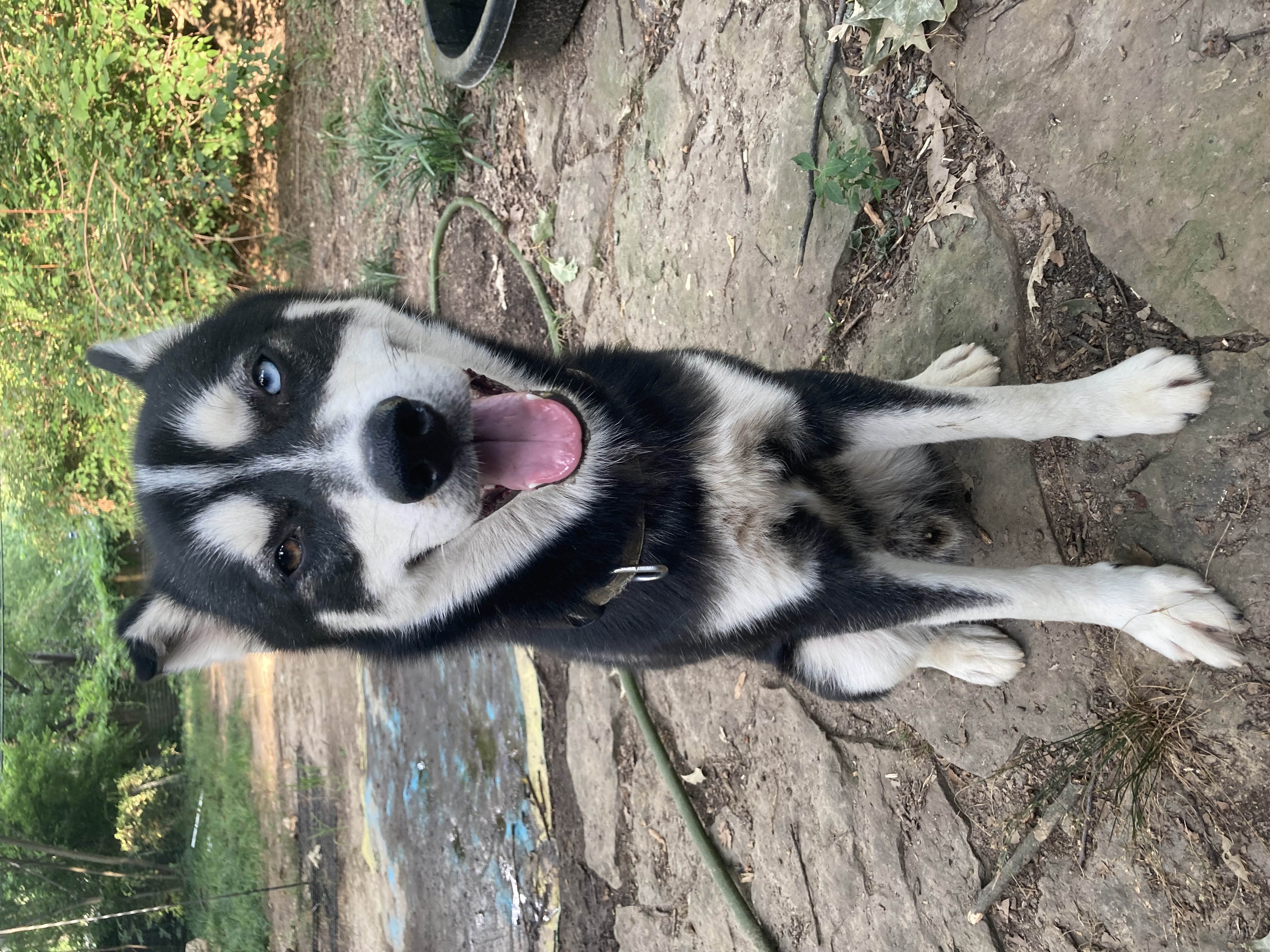 Ziggy photo 4
