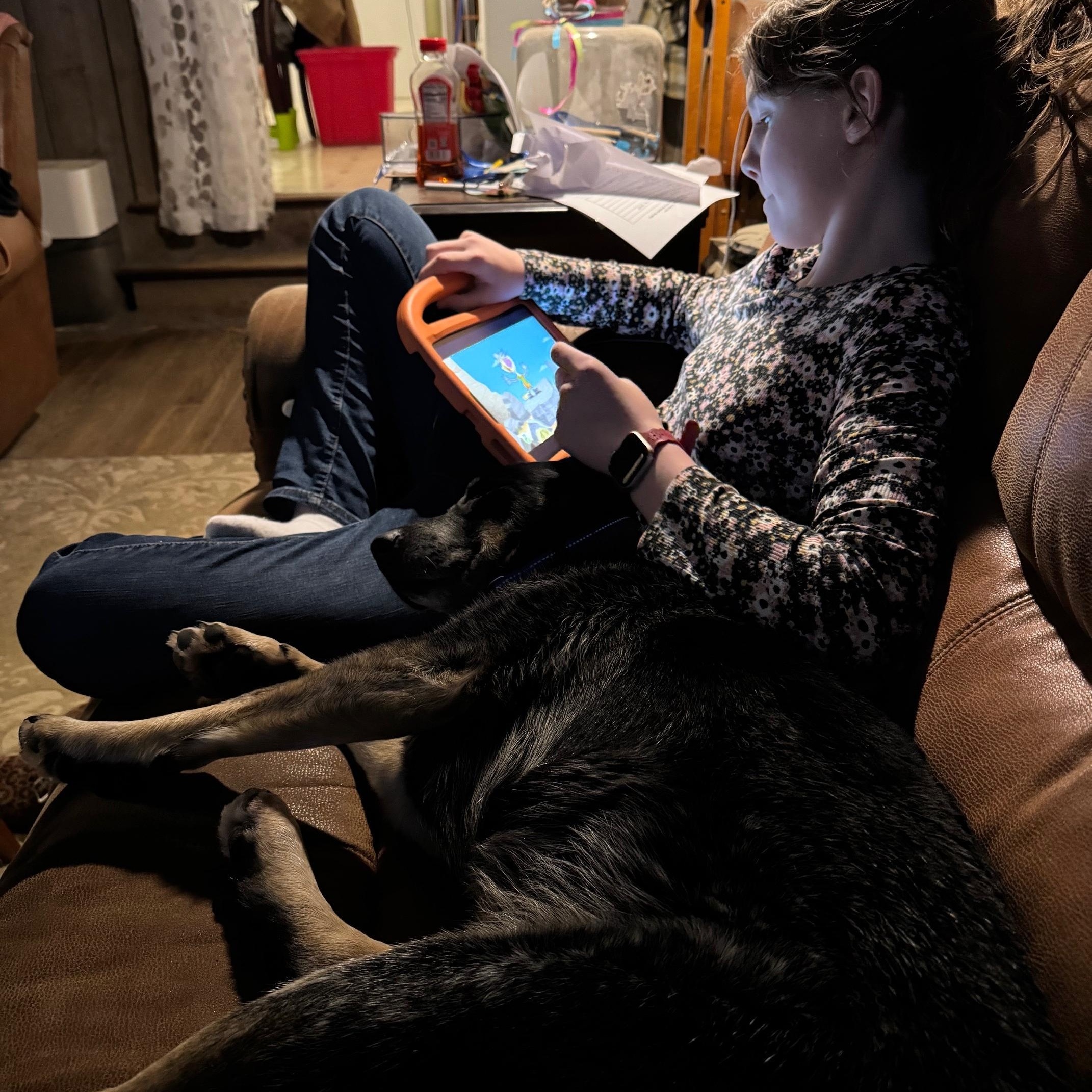 Enlarge John Wayne, a ADOPTABLE Australian Cattle Dog / Blue Heeler in Berryville, VA image 5/6