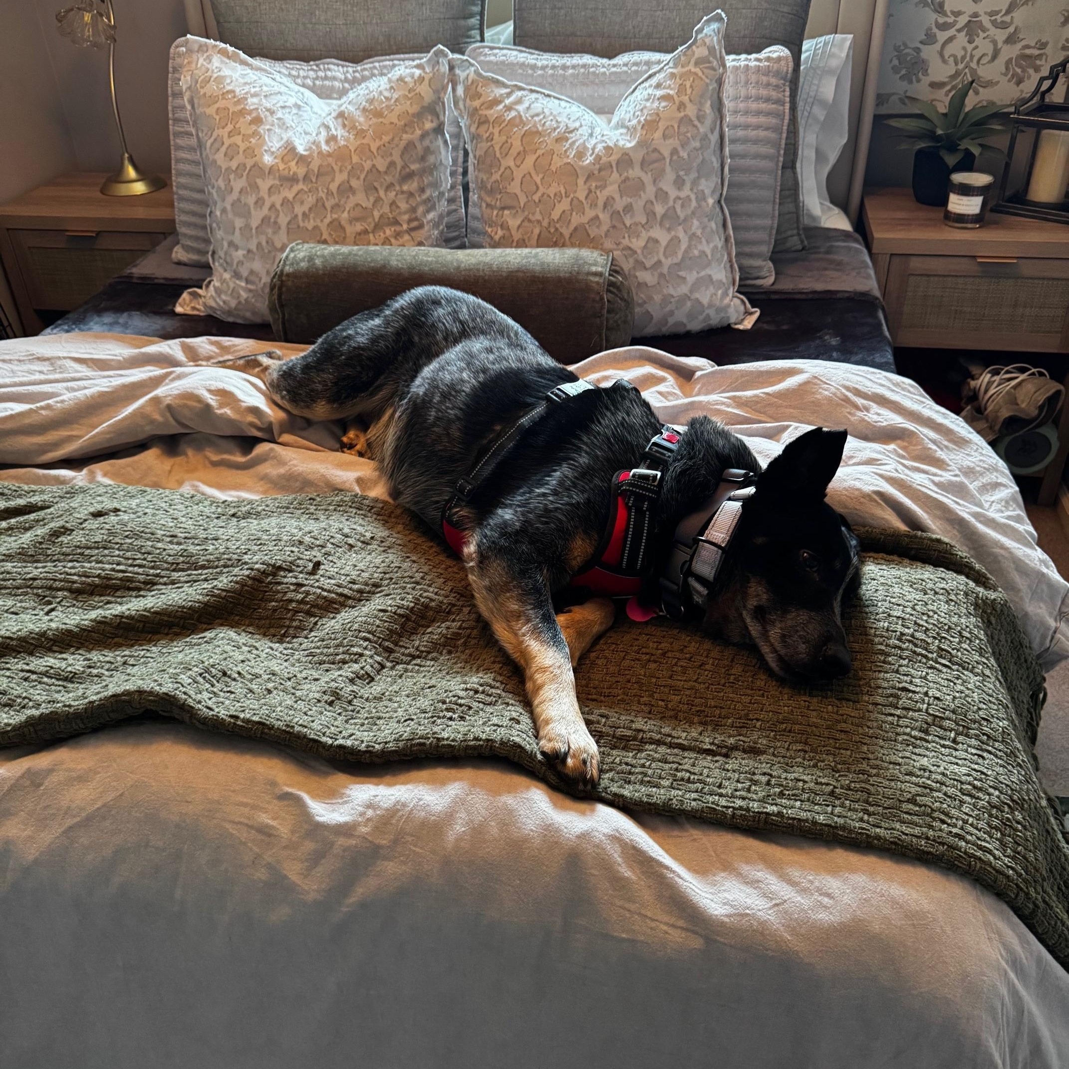 Enlarge John Wayne, a ADOPTABLE Australian Cattle Dog / Blue Heeler in Berryville, VA image 3/6