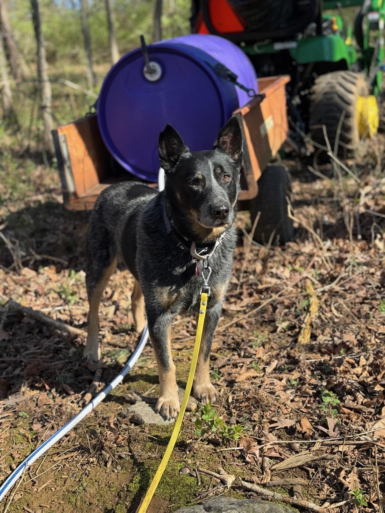 John Wayne, ADOPTABLE, Adult Male Australian Cattle Dog / Blue Heeler.