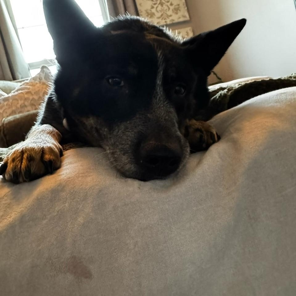 Enlarge John Wayne, a ADOPTABLE Australian Cattle Dog / Blue Heeler in Berryville, VA image 4/6