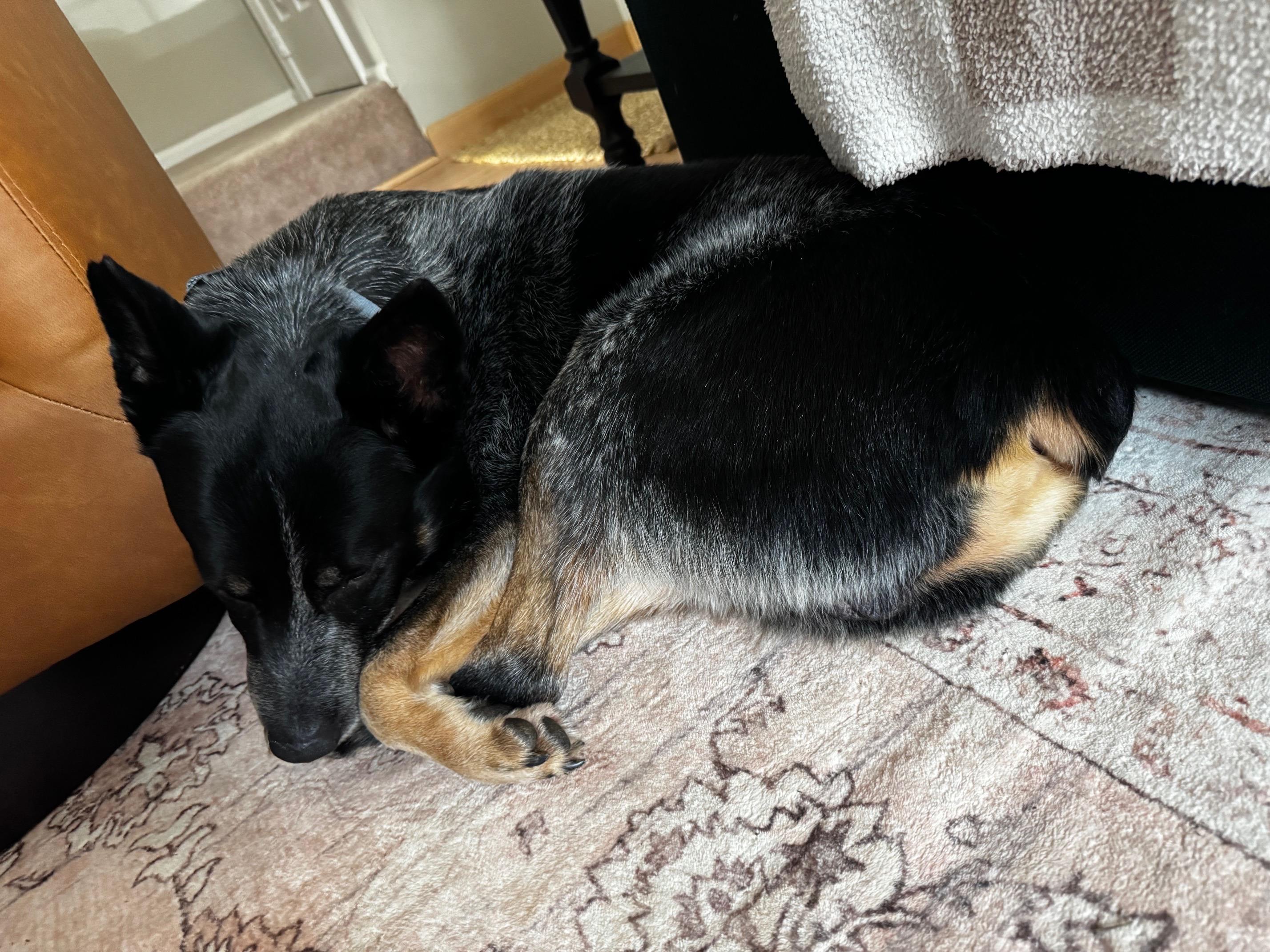 Enlarge John Wayne, a ADOPTABLE Australian Cattle Dog / Blue Heeler in Berryville, VA image 2/6