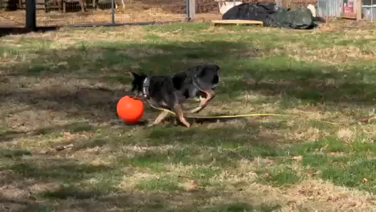 Enlarge John Wayne, a ADOPTABLE Australian Cattle Dog / Blue Heeler in Berryville, VA video 6/6