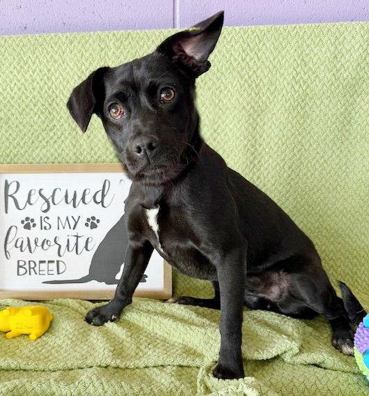 Enlarge **BERKLEY**, a Adoptable mixed breed in North Prairie, WI image 1/3