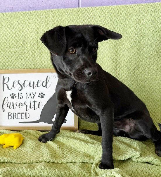 Enlarge **BERKLEY**, a Adoptable mixed breed in North Prairie, WI image 2/3