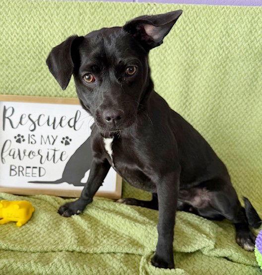 Enlarge **BERKLEY**, a Adoptable mixed breed in North Prairie, WI image 3/3