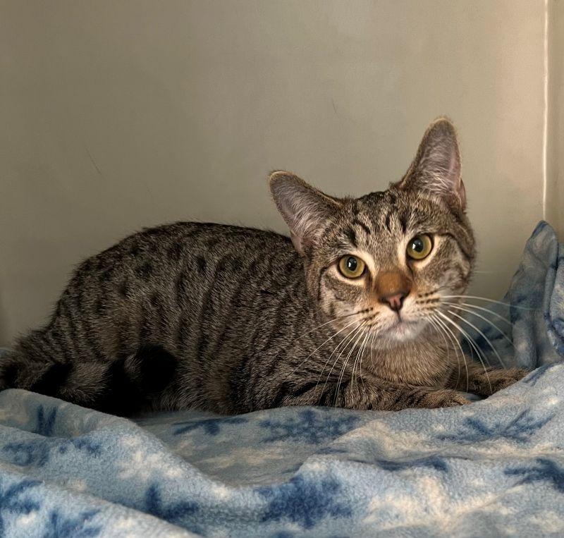 Yanni, Adoptable, Young Male Domestic Short Hair.