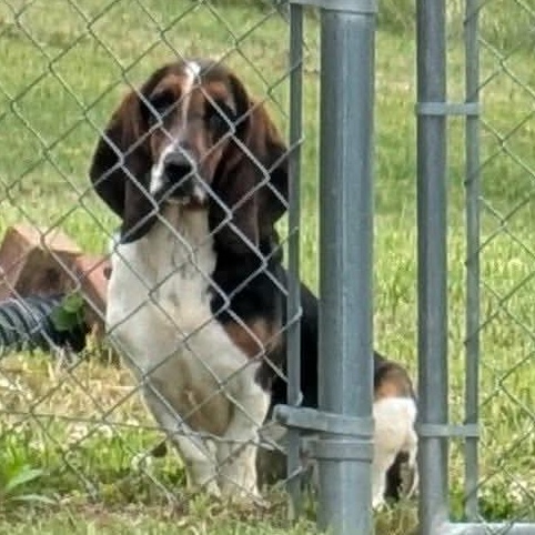 Talulah, a Adoptable Basset Hound in Knoxville, TN image 5/5