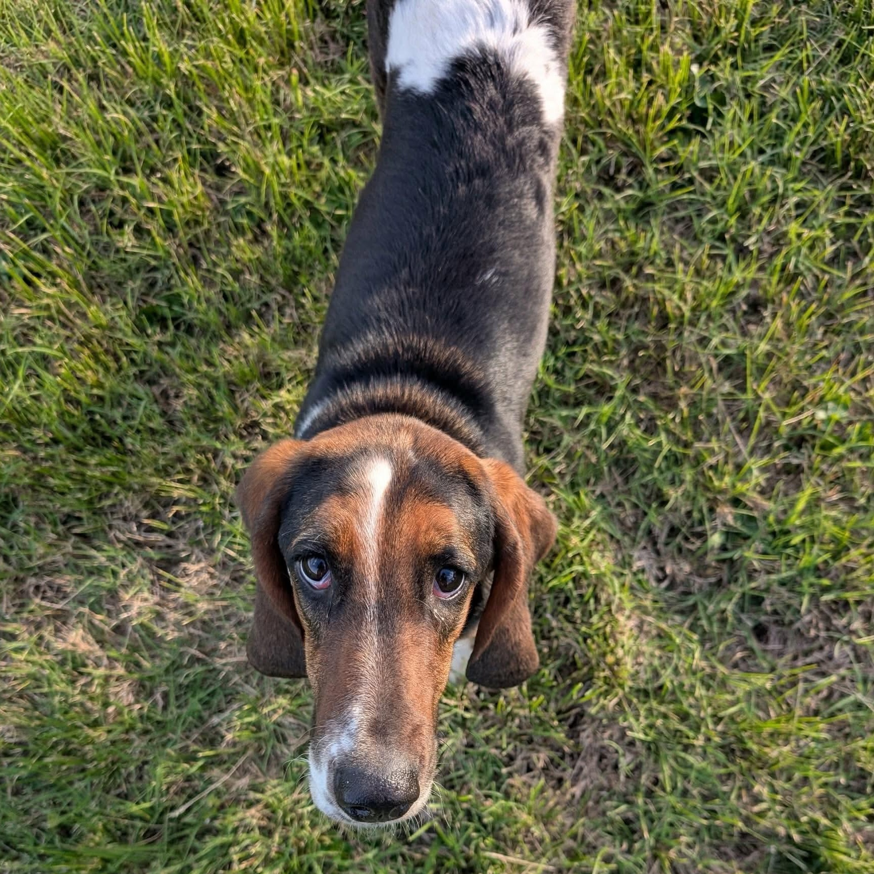 Talulah, a Adoptable Basset Hound in Knoxville, TN image 4/5