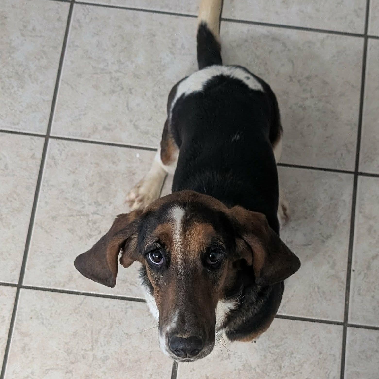 Talulah, a Adoptable Basset Hound in Knoxville, TN image 2/5