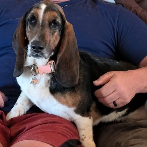 Talulah, a Adoptable Basset Hound in Knoxville, TN image 1/5