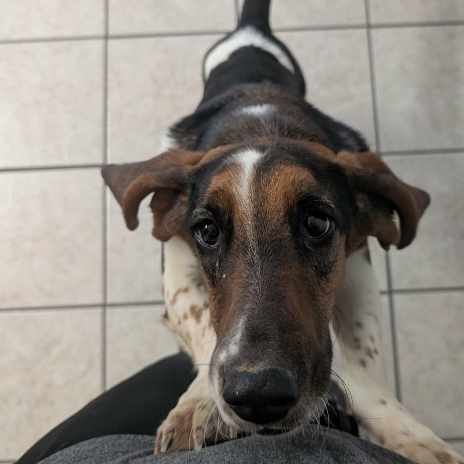 Talulah, a Adoptable Basset Hound in Knoxville, TN image 3/5