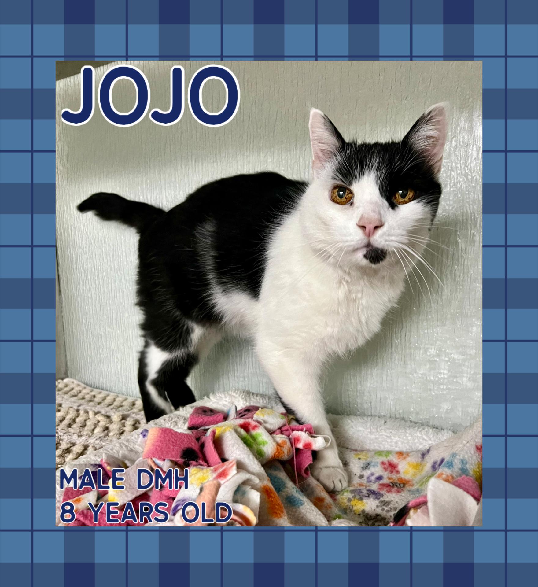 JoJo, Adoptable, Adult Male Domestic Medium Hair.