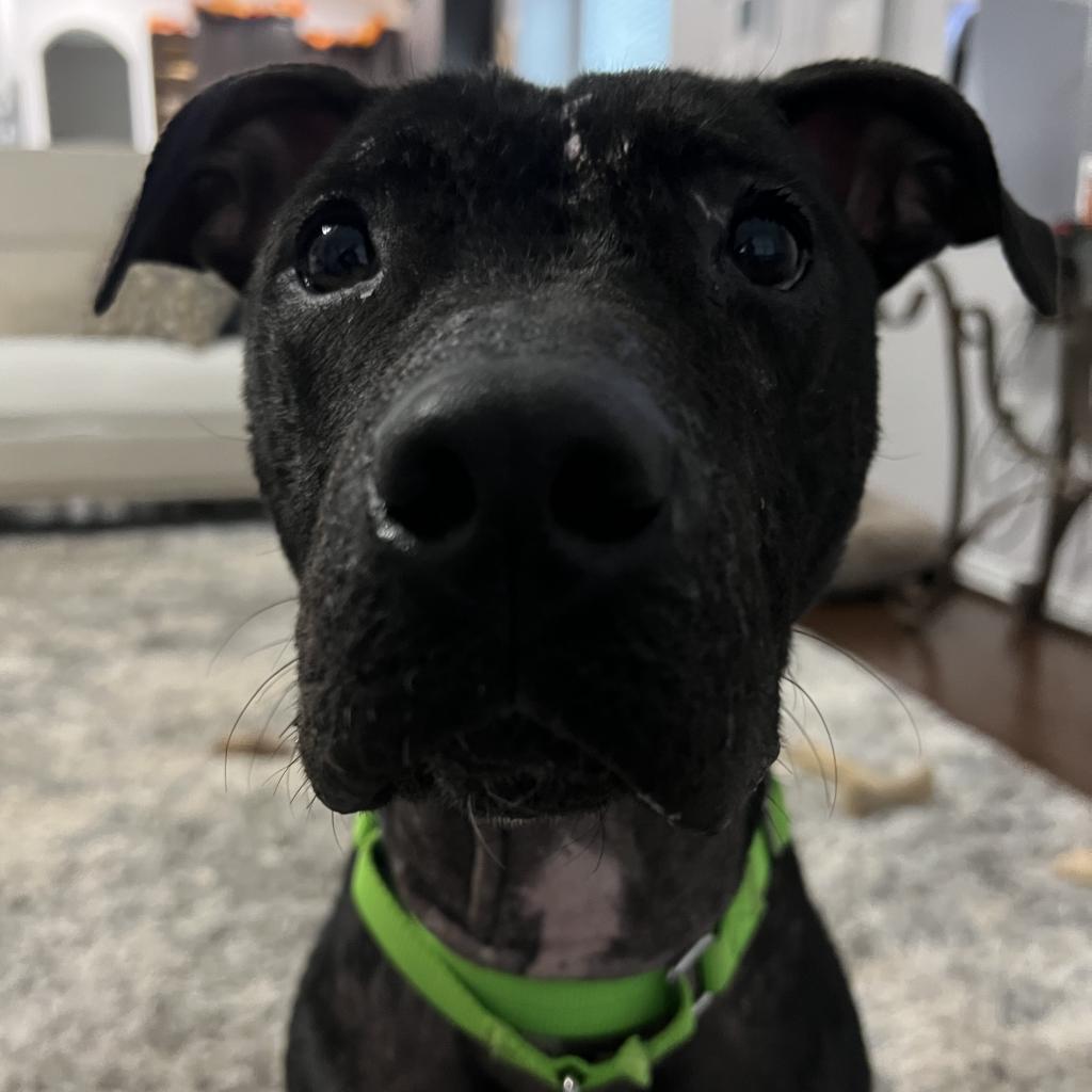 Enlarge Dolly, a Adoptable American Staffordshire Terrier in Portland, OR image 4/6