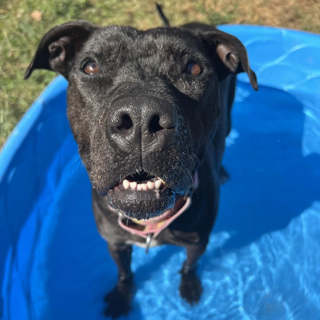 Enlarge Dolly, a Adoptable American Staffordshire Terrier in Portland, OR image 3/6