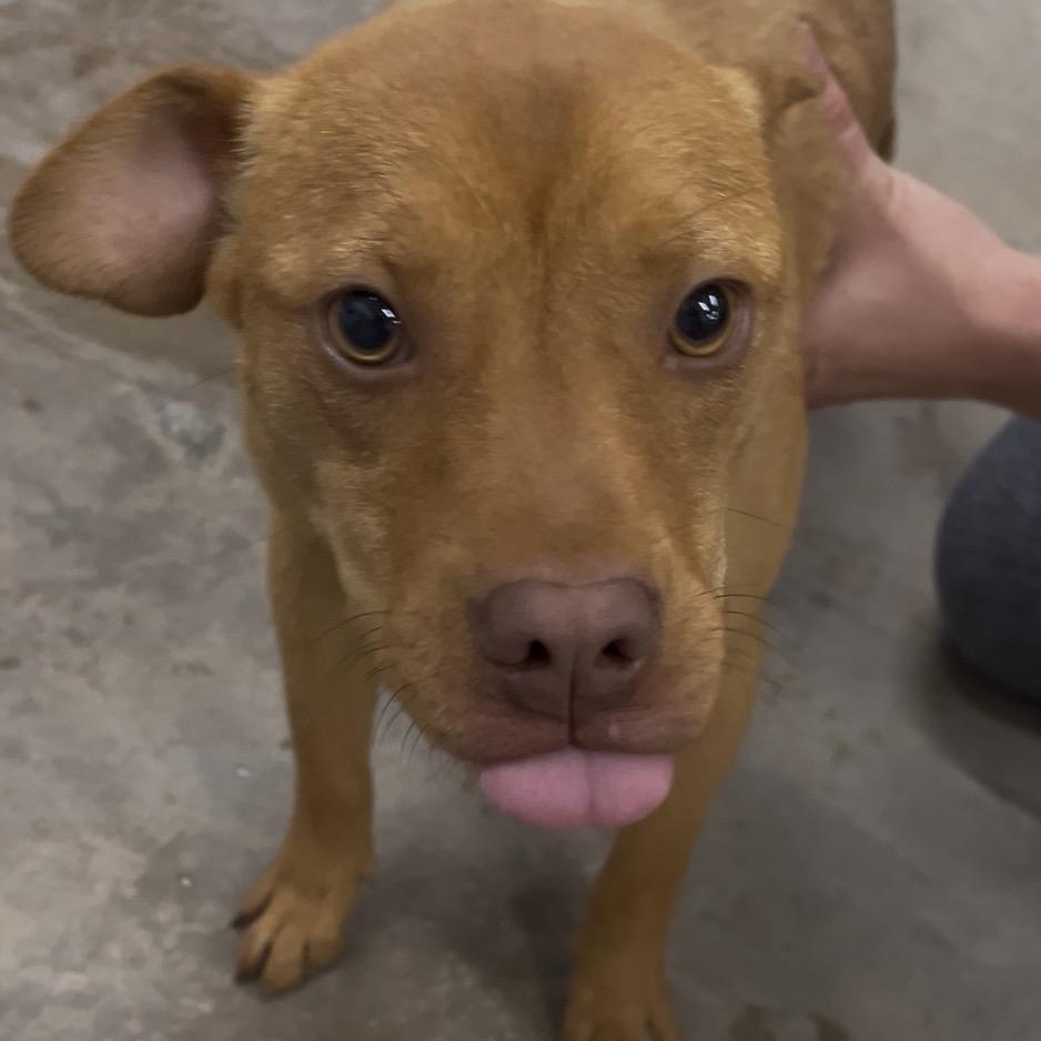 Walker, Adoptable, Young Male Mixed Breed.