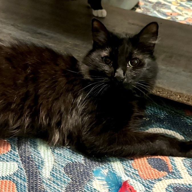 JoJo, Adoptable, Adult Female Domestic Long Hair.