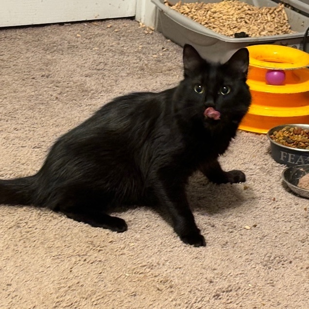 Enlarge JoJo, a Adoptable Domestic Long Hair in Wildomar, CA image 2/6