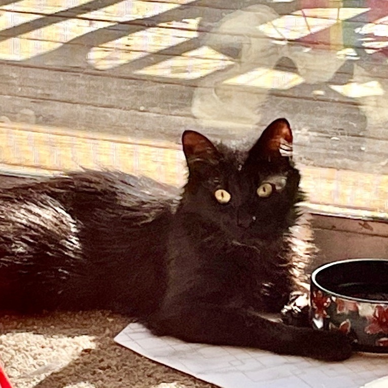 Enlarge JoJo, a Adoptable Domestic Long Hair in Wildomar, CA image 3/6