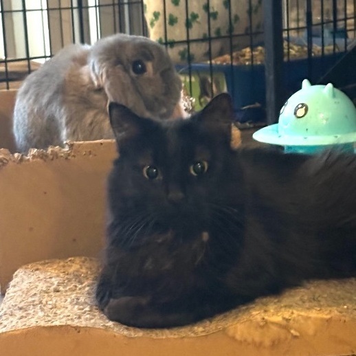 Enlarge JoJo, a Adoptable Domestic Long Hair in Wildomar, CA image 4/6