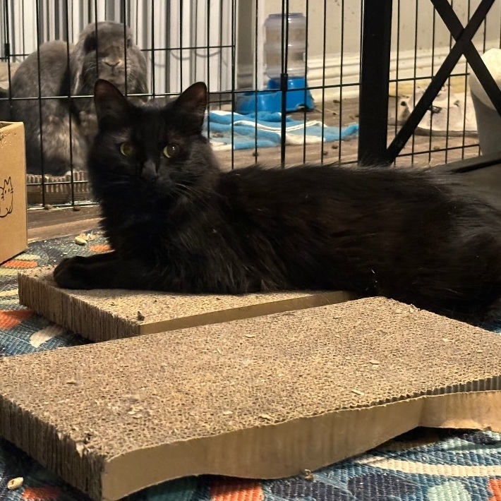 Enlarge JoJo, a Adoptable Domestic Long Hair in Wildomar, CA image 5/6