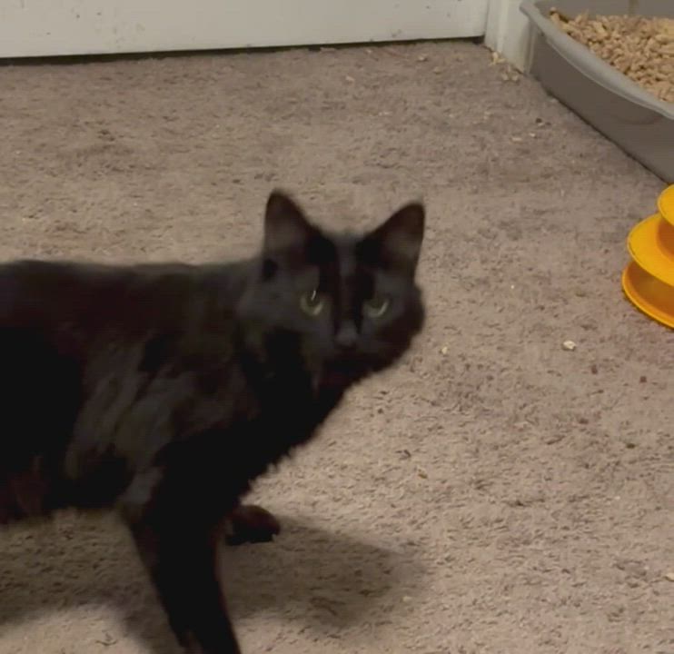 Enlarge JoJo, a Adoptable Domestic Long Hair in Wildomar, CA video 6/6