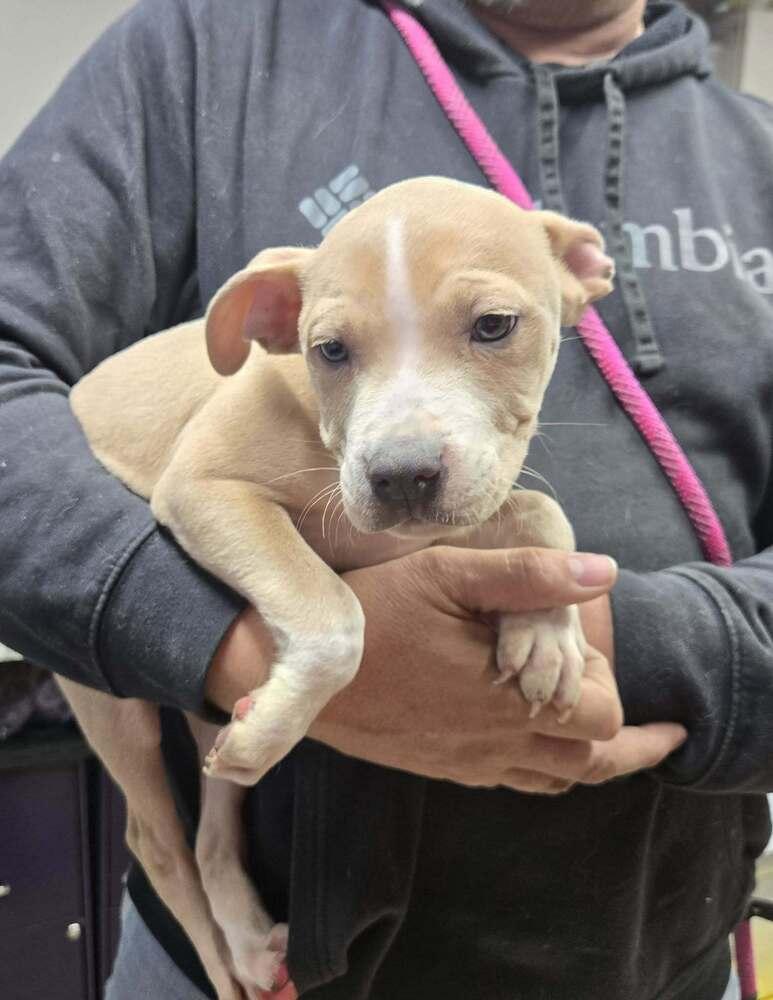 Connor, Adoptable, Puppy Male Pit Bull Terrier.