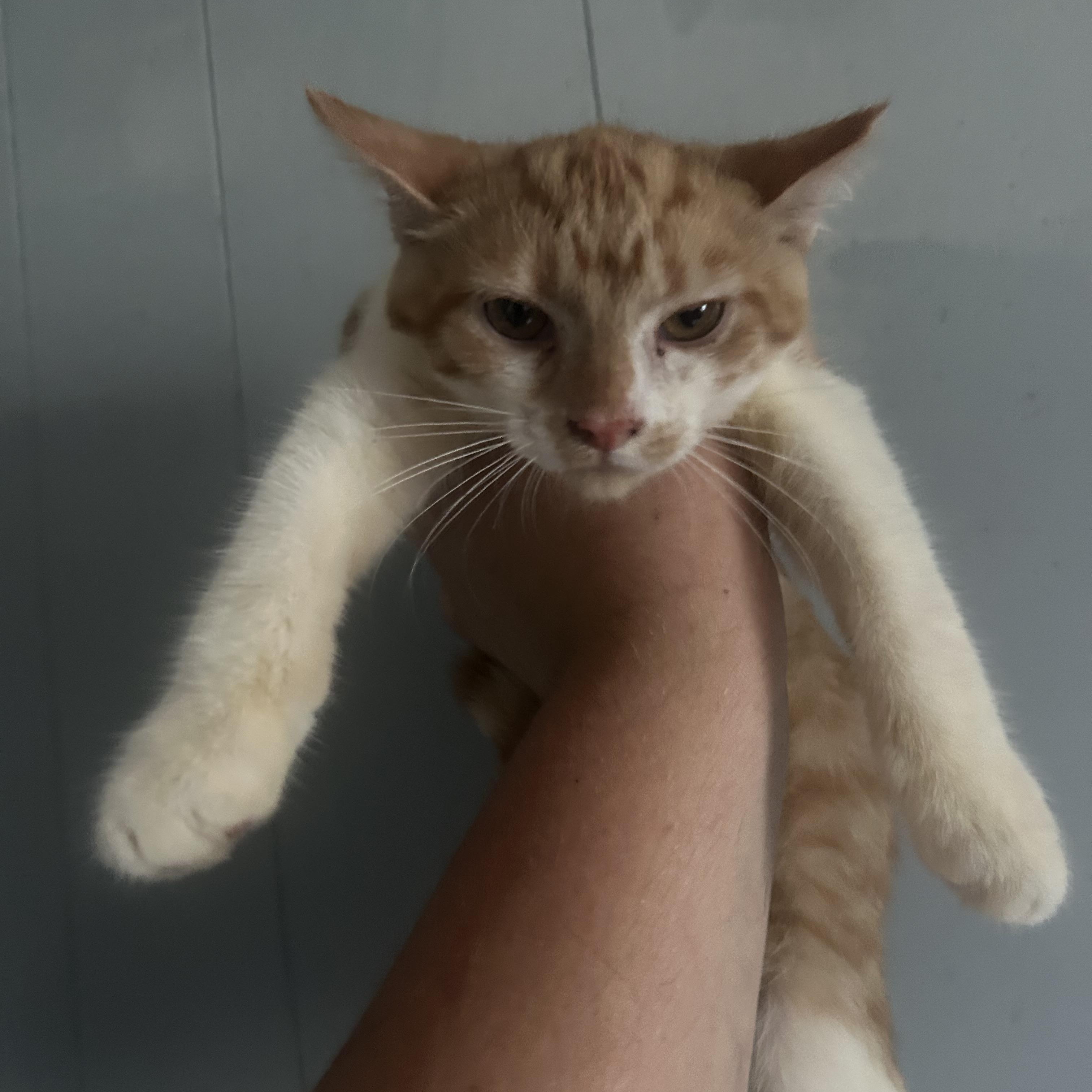 Marlon Brando, an adoptable Domestic Short Hair Mix in Parma, OH_image-1