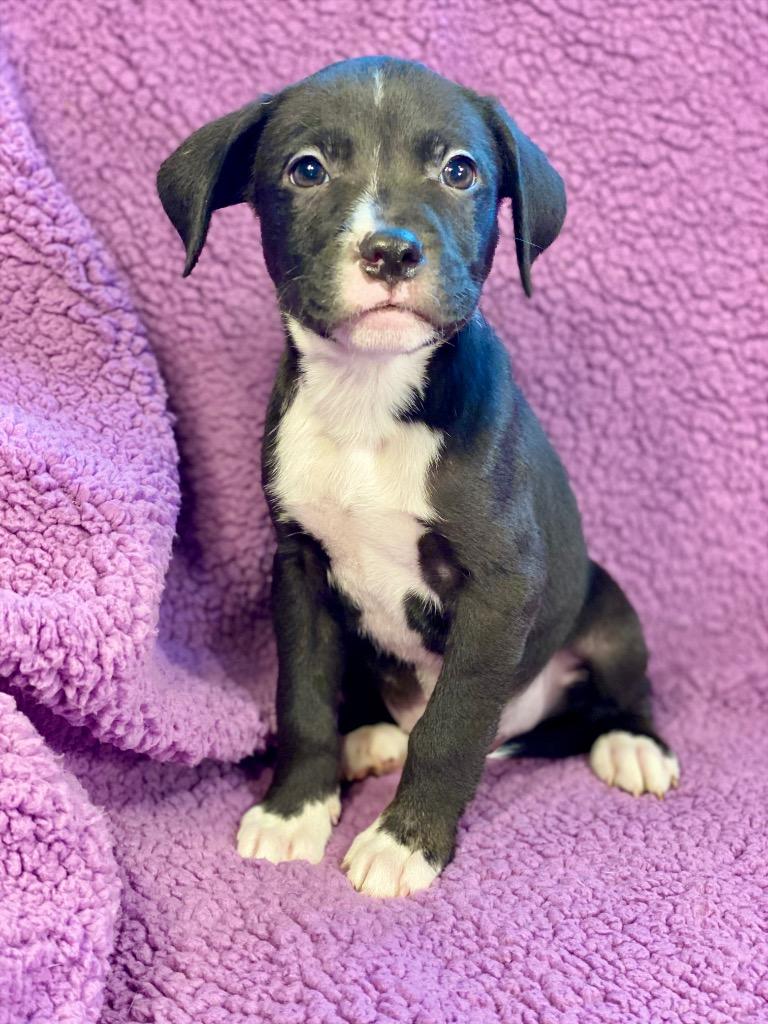 Trudy, Adoptable, Puppy Female Labrador Retriever & Terrier.