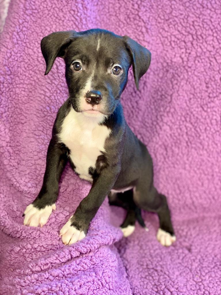 Trudy, a Adoptable mixed breed in Urbandale, IA image 2/2