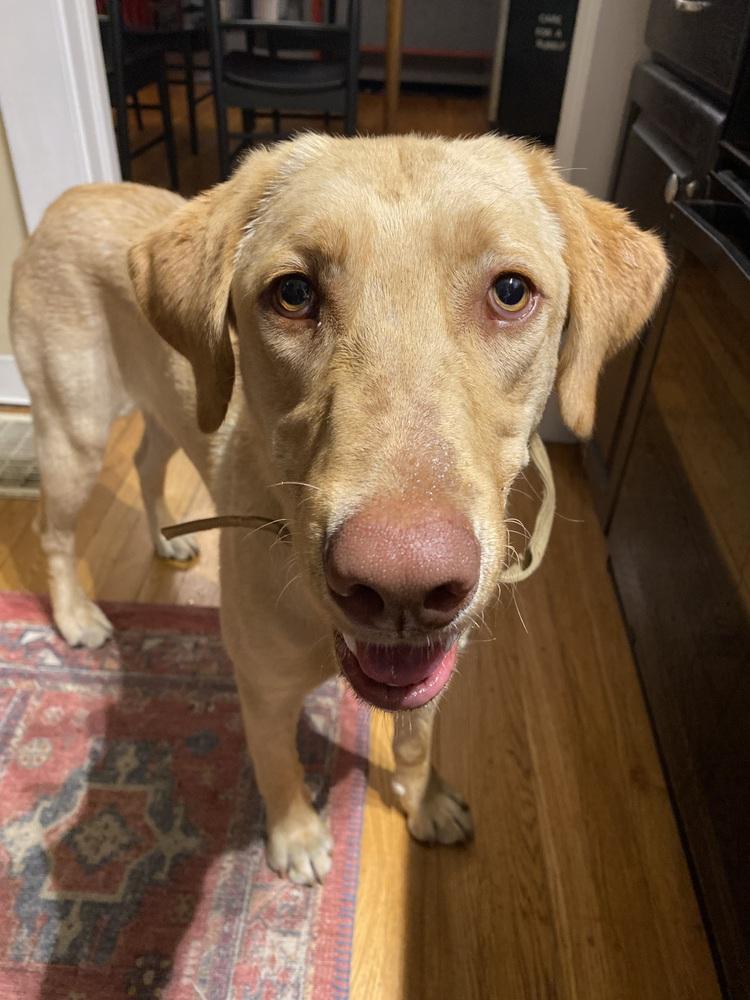 Descheners / Chess, Adoptable, Adult Male Labrador Retriever.