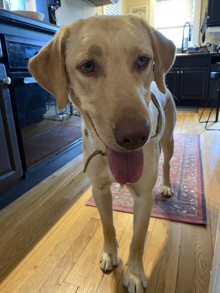 Descheners / Chess, a Adoptable Labrador Retriever in Broomfield, CO image 2/5