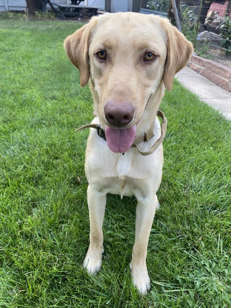 Descheners / Chess, a Adoptable Labrador Retriever in Broomfield, CO image 5/5