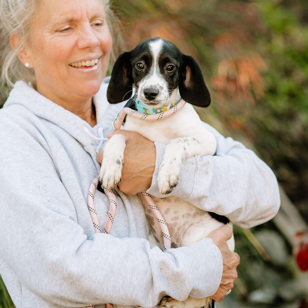 Enlarge Alaska, a Adoptable mixed breed in Chester Springs, PA image 1/1