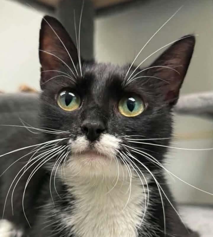 Ida B Wells, Adoptable, Young Female Domestic Short Hair.