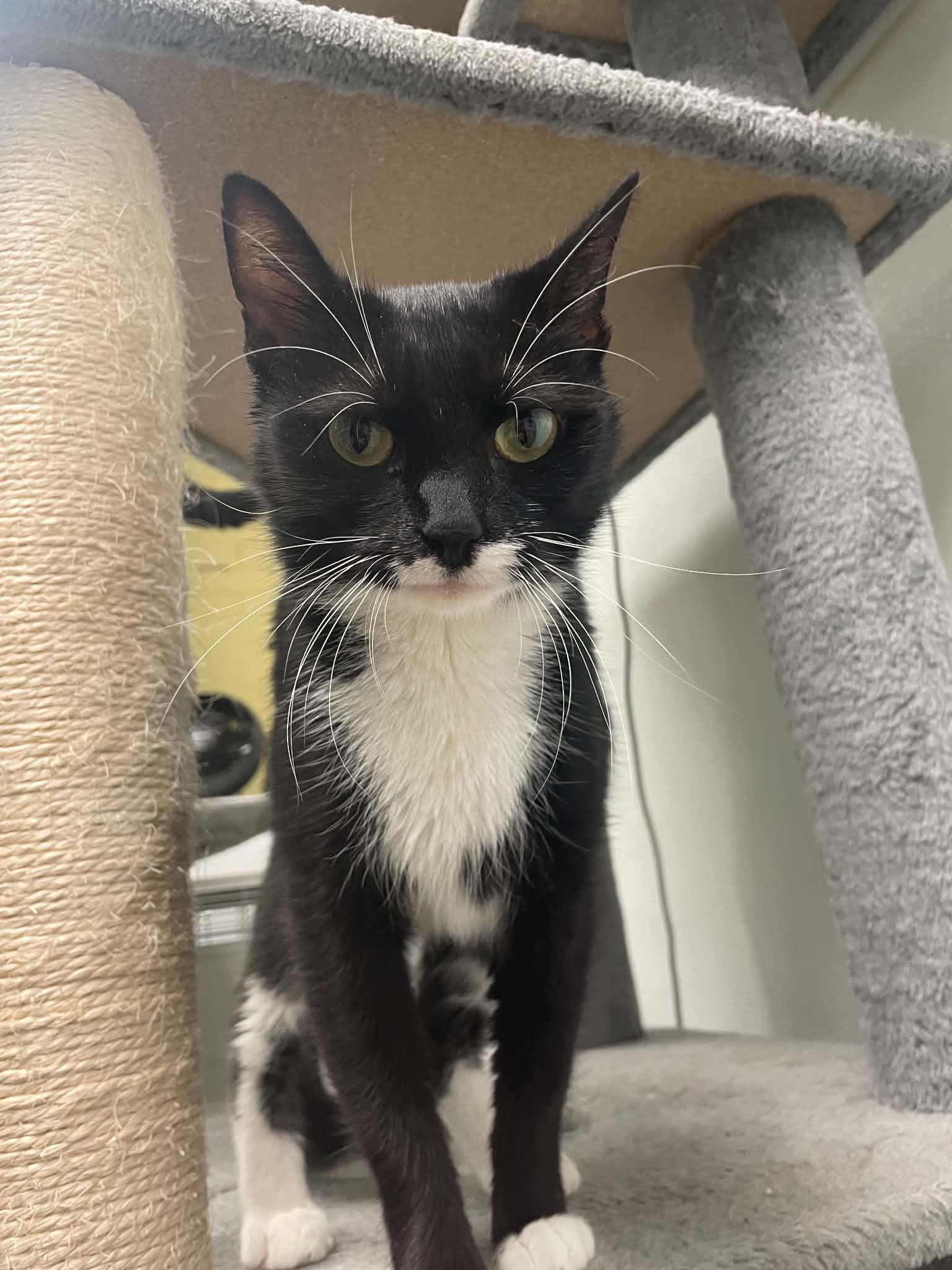 Enlarge Ida B Wells, a Adoptable Domestic Short Hair in Gonic, NH image 2/3