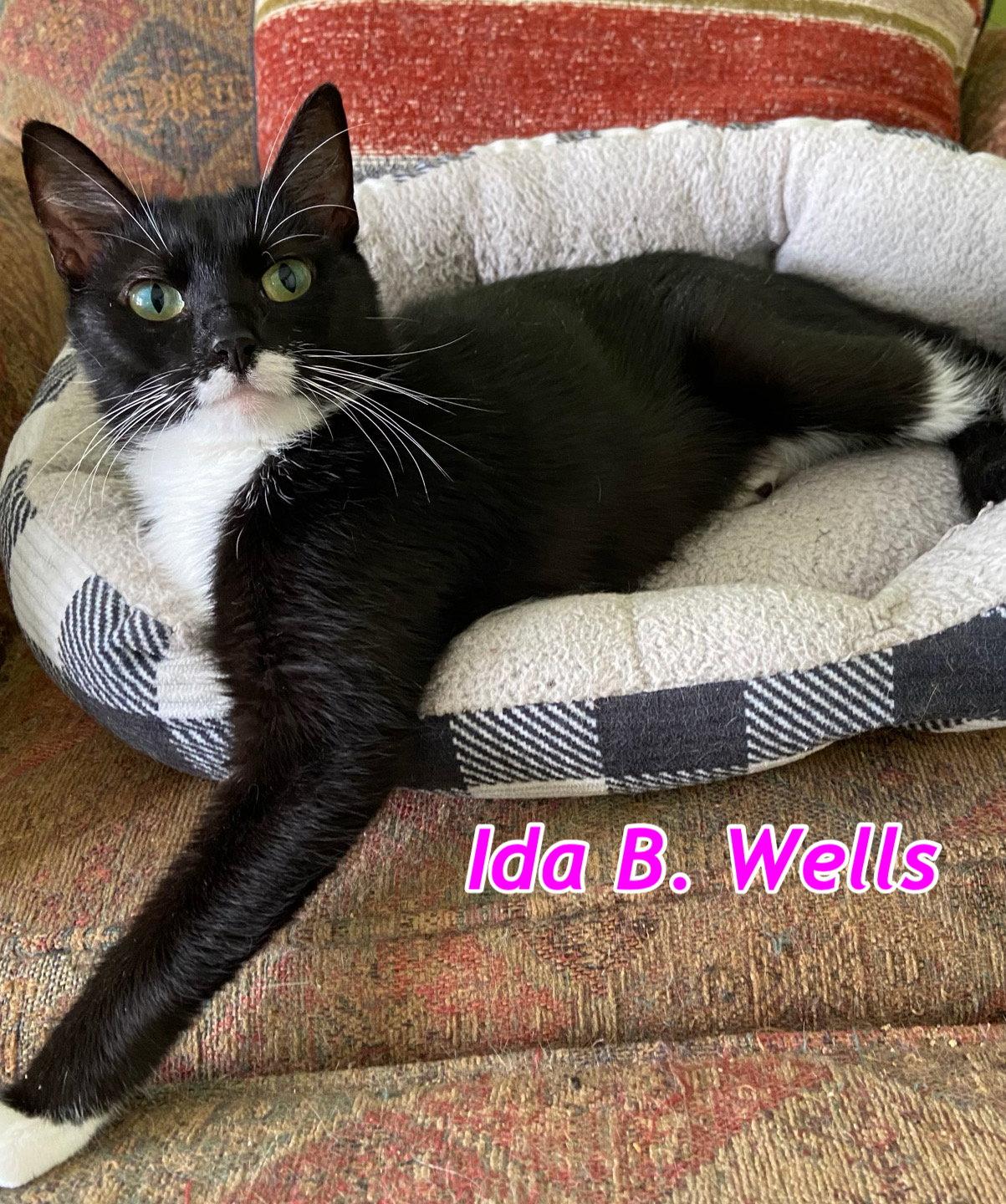 Enlarge Ida B Wells, a Adoptable Domestic Short Hair in Gonic, NH image 3/3
