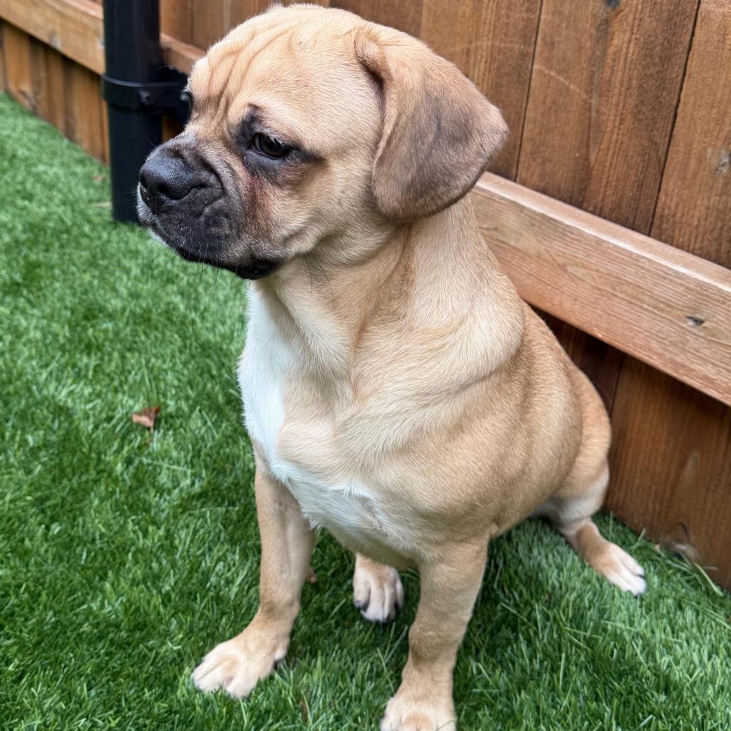Tater Tot, Adoptable, Adult Male Mixed Breed.