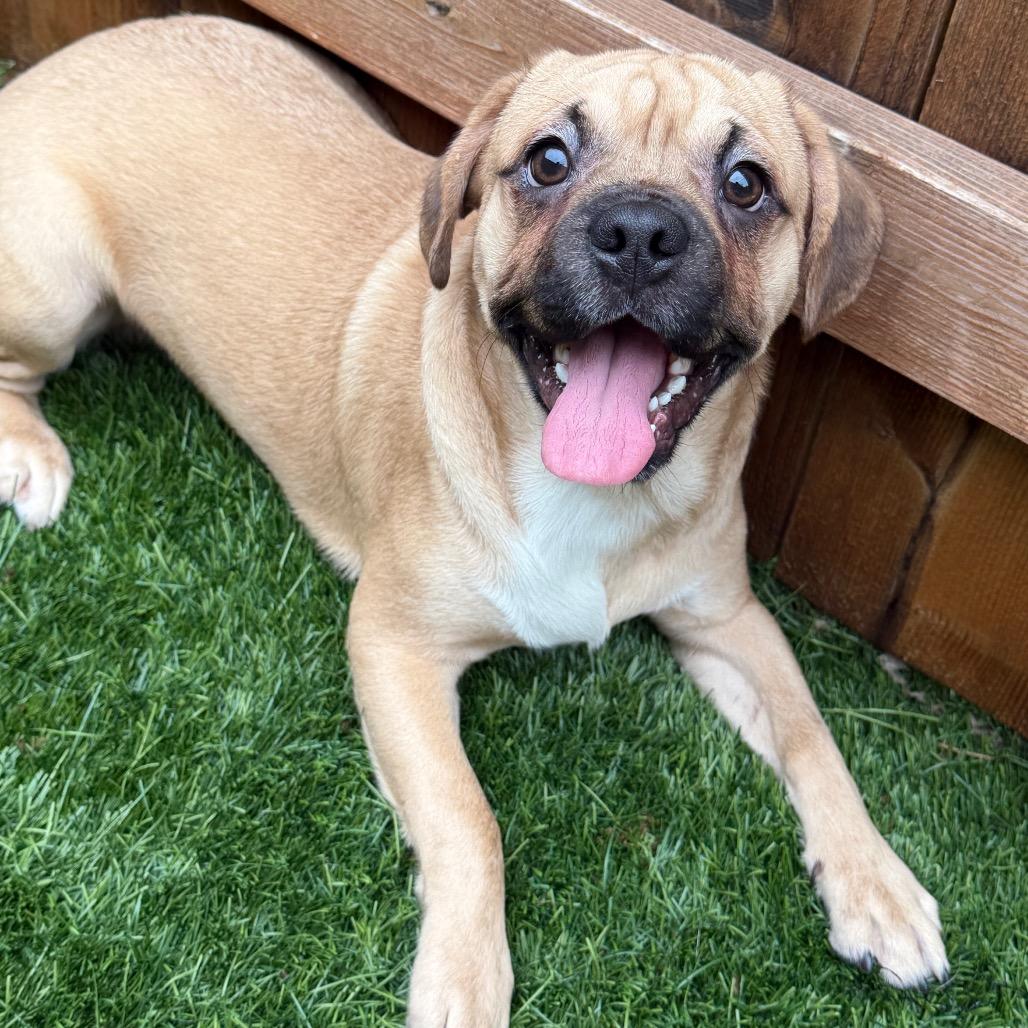 Enlarge Tater Tot, a Adoptable Mixed Breed in Naperville, IL image 2/3