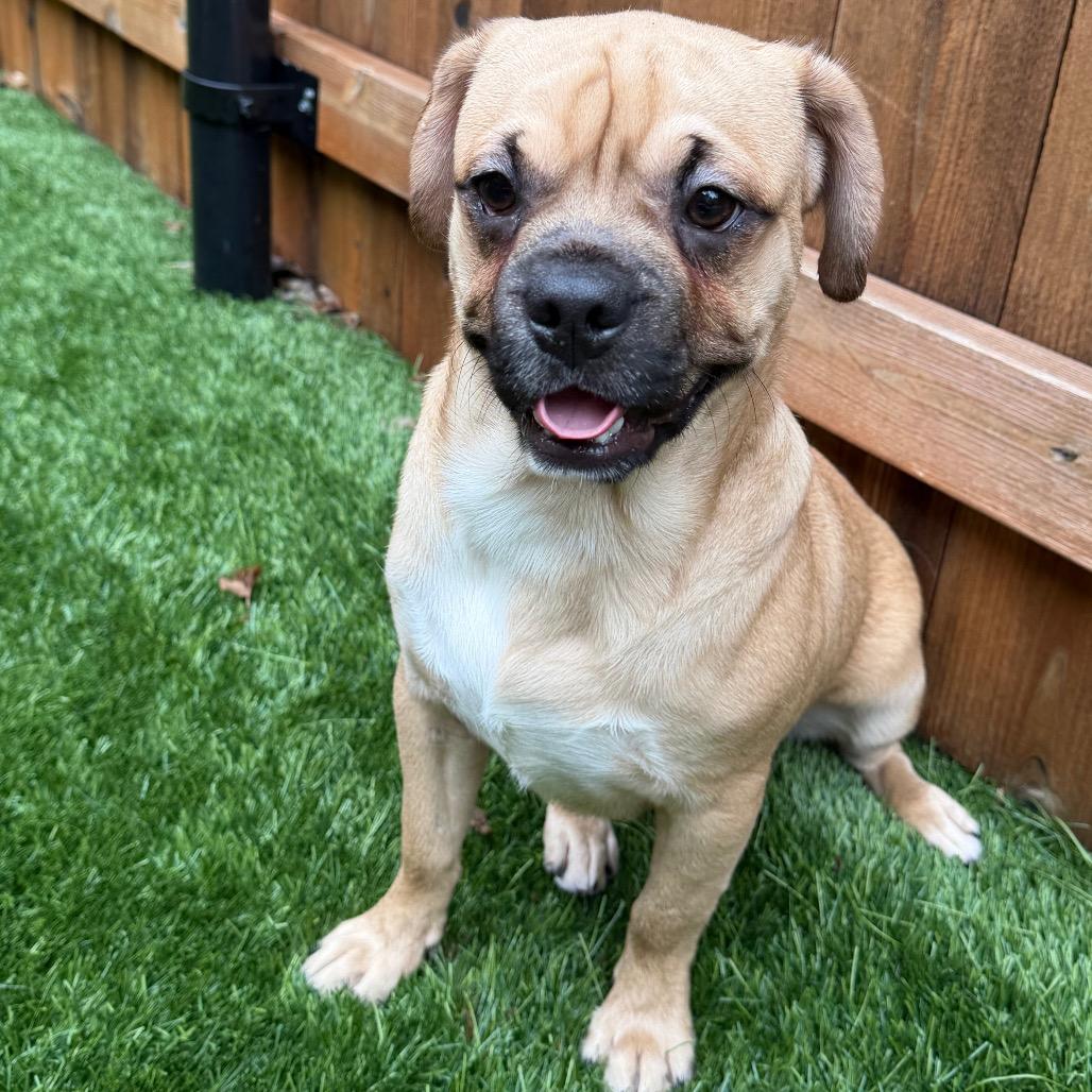Enlarge Tater Tot, a Adoptable Mixed Breed in Naperville, IL image 3/3