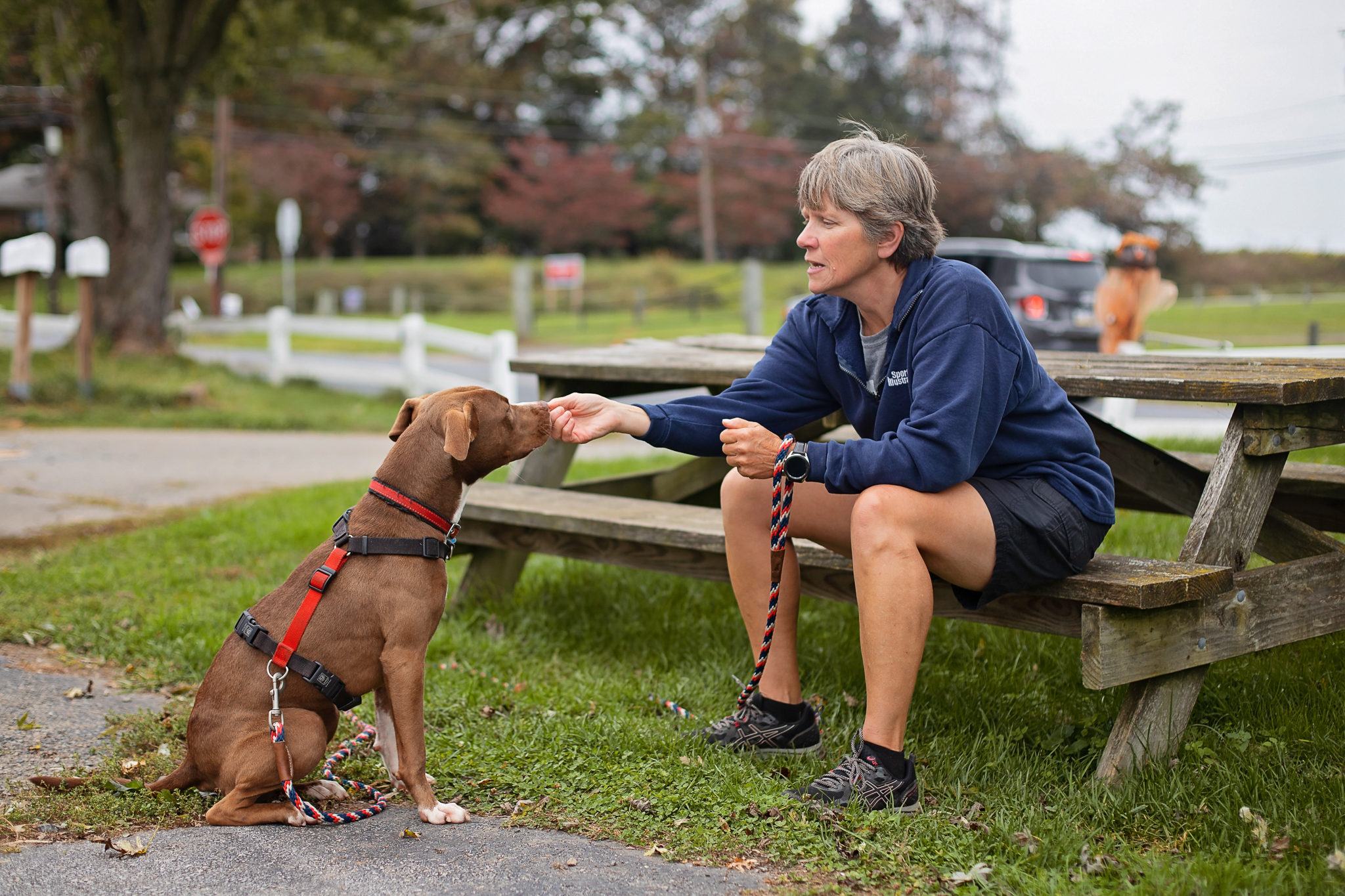 Ireland, a Adoptable Pit Bull Terrier in Landenberg, PA image 2/5