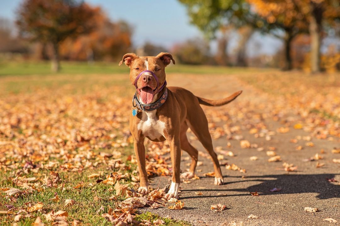Ireland, a Adoptable Pit Bull Terrier in Landenberg, PA image 3/5