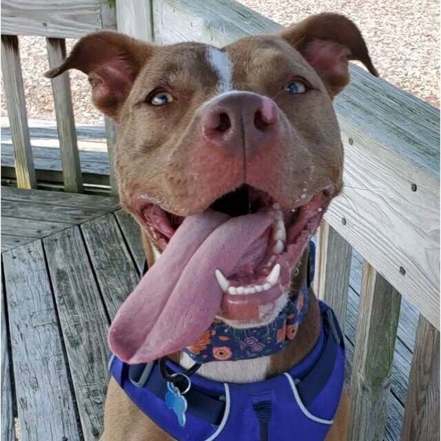 Ireland, a Adoptable Pit Bull Terrier in Landenberg, PA image 1/5