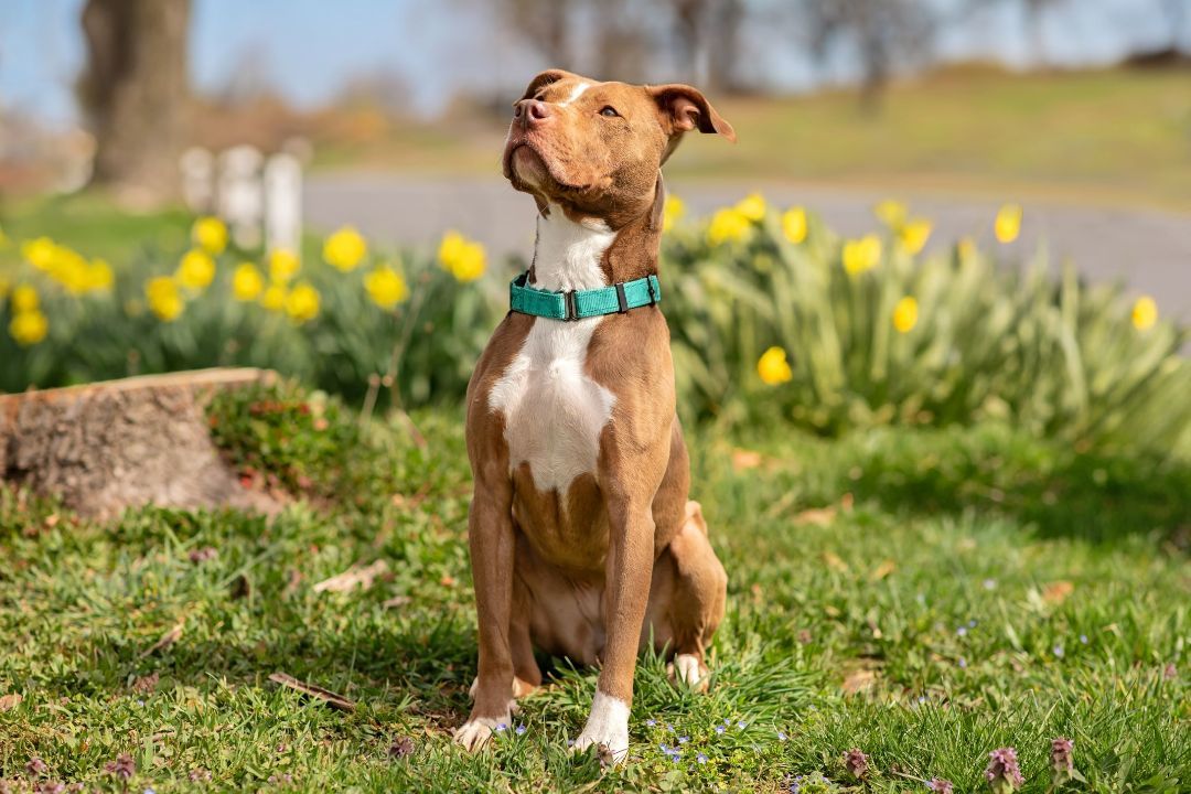 Ireland, a Adoptable Pit Bull Terrier in Landenberg, PA image 4/5