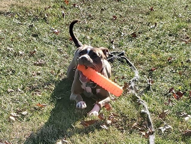Ireland, a Adoptable Pit Bull Terrier in Landenberg, PA image 5/5