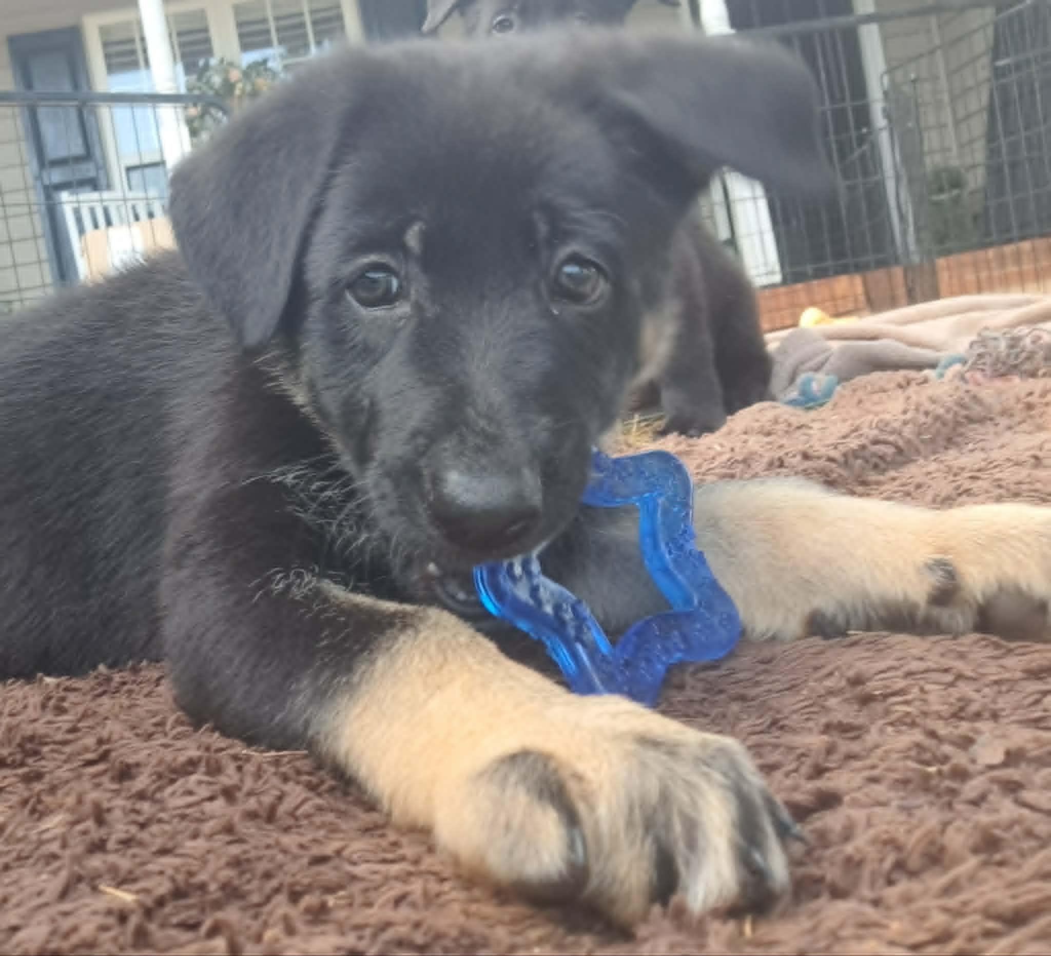 Poppy, a Adoptable German Shepherd Dog in Winston-Salem, NC image 3/6